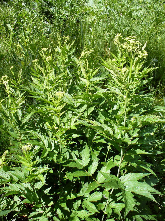 Image of Filipendula ulmaria specimen.