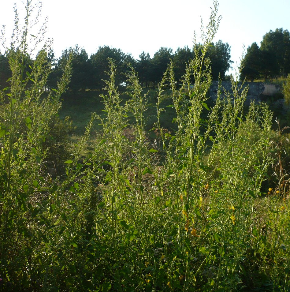 Изображение особи Chenopodium album.