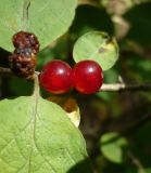 Lonicera xylosteum
