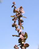 Atriplex hortensis. Соплодие. Германия, г. Дюссельдорф, Ботанический сад университета. 03.07.2014.