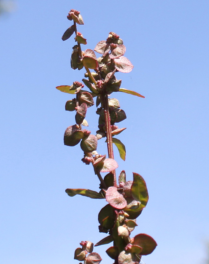 Изображение особи Atriplex hortensis.