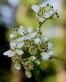 Sorbus koehneana. Соцветие. Германия, г. Дюссельдорф, Ботанический сад университета. 03.07.2014.