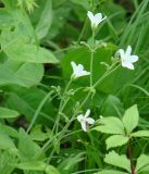 Cerastium pauciflorum. Побеги с цветками и кормящейся мухой. Приморский край, Владивосток, лес в окрестностях Ботанического сада. 02.06.2008.