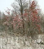 Sorbus aucuparia подвид glabrata. Обильно плодоносящее покоящееся растение. Мурманская обл., окр. пос.Туманный, район Нижнесеребрянской ГЭС, заросли пойменного берёзового криволесья. 14.10.2014.