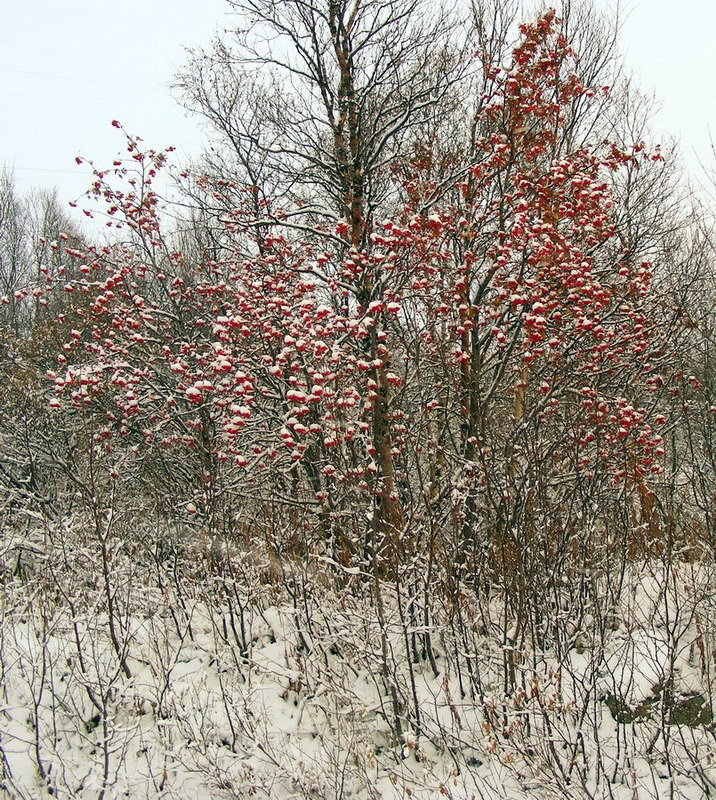 Image of Sorbus aucuparia ssp. glabrata specimen.