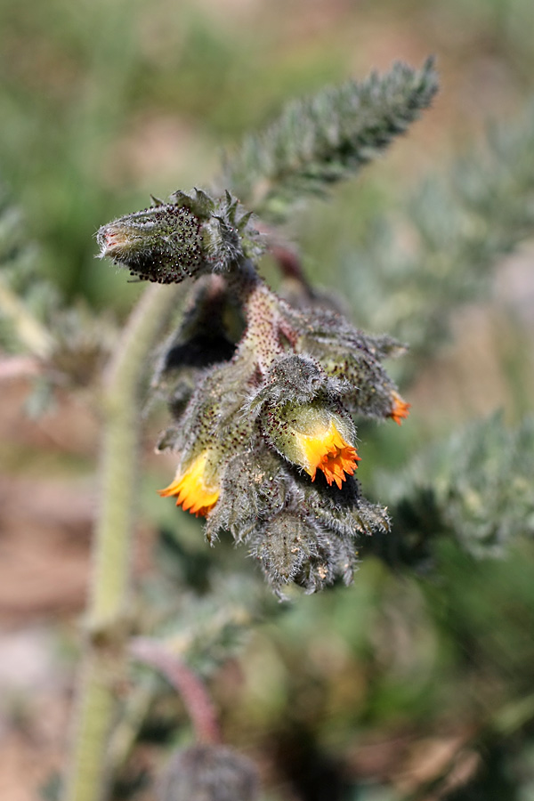 Image of Biebersteinia multifida specimen.