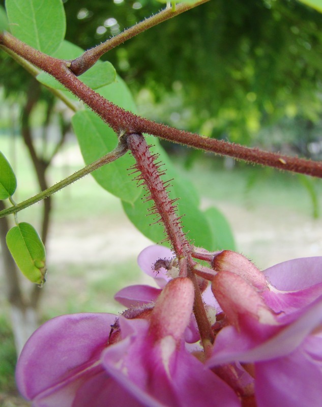 Image of Robinia viscosa specimen.
