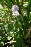 Mentha aquatica