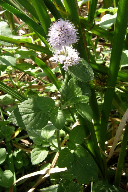 Image of Mentha aquatica specimen.