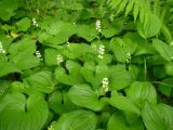 Maianthemum dilatatum. Цветущие растения в подлеске каменноберезового леса. Камчатский край, Елизовский р-н, окр. села Раздольное. Июнь 2006 г.