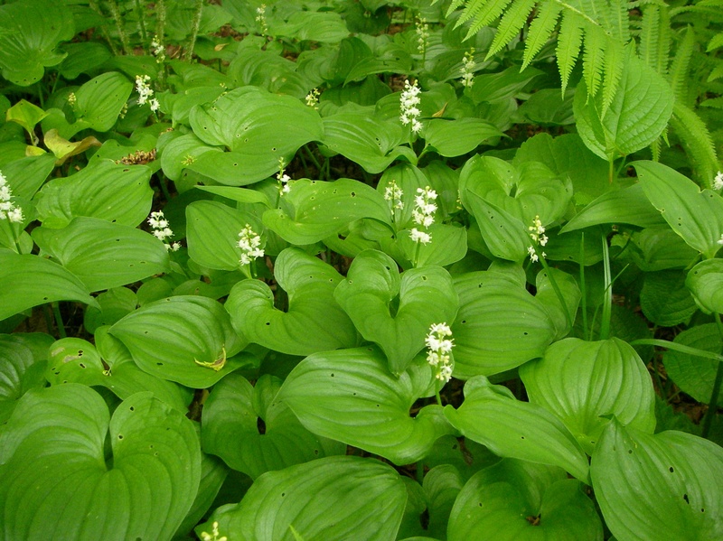 Image of Maianthemum dilatatum specimen.