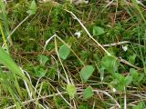 Viola hultenii