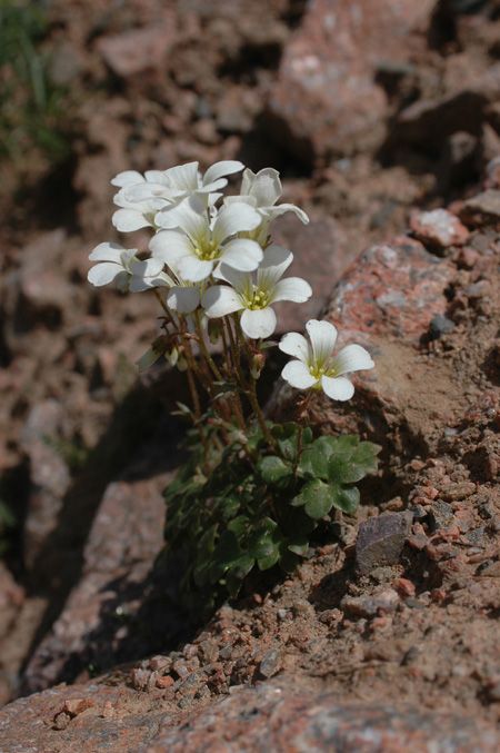 Image of Saxifraga sibirica specimen.
