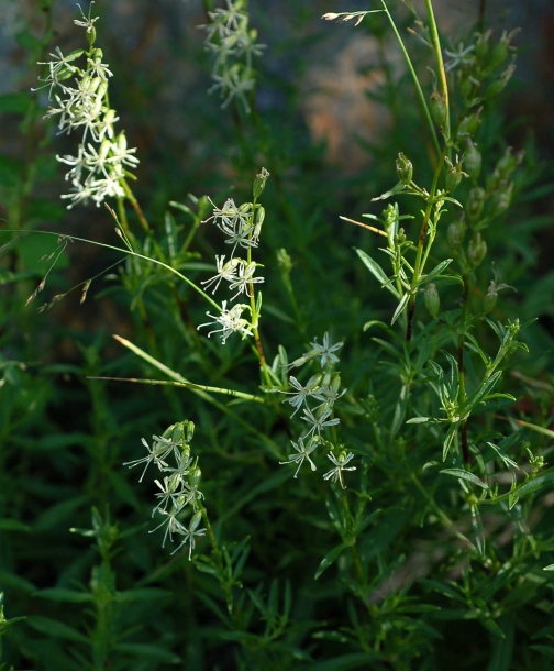 Изображение особи Silene foliosa.