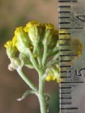 Achillea micrantha. Соцветия. Крым, Севастополь, обочина. 27 мая 2012 г.