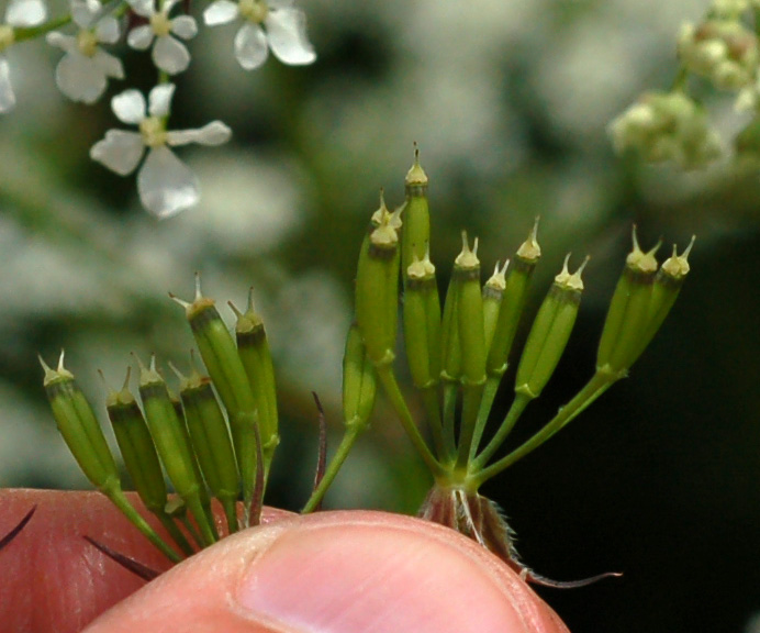 Image of Anthriscus sylvestris specimen.