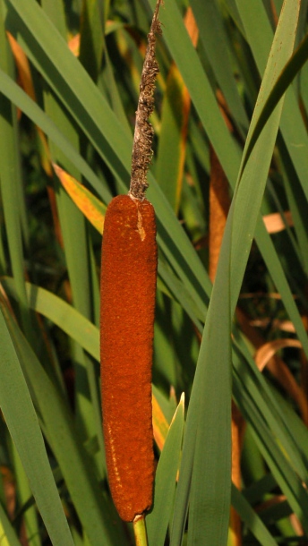 Image of Typha domingensis specimen.
