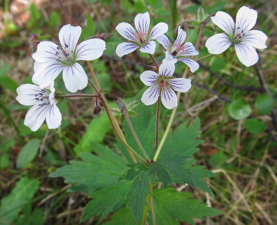 Изображение особи Geranium krylovii.