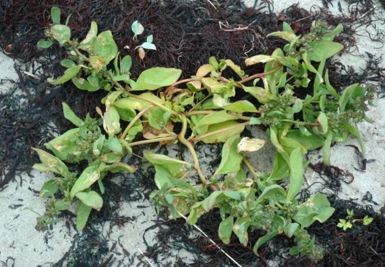 Image of Atriplex praecox specimen.