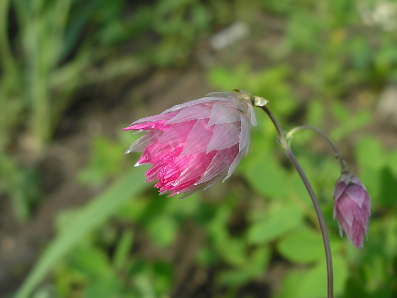 Изображение особи Rhodanthe manglesii.