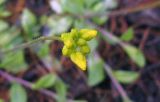 Draba sibirica