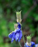 Aquilegia glandulosa. Плоды. Бурятия, Окинский р-н, перевал Чойган-Дабан, ≈ 1900 м н.у.м., на опушке у верхней границы леса. 05.07.2015.