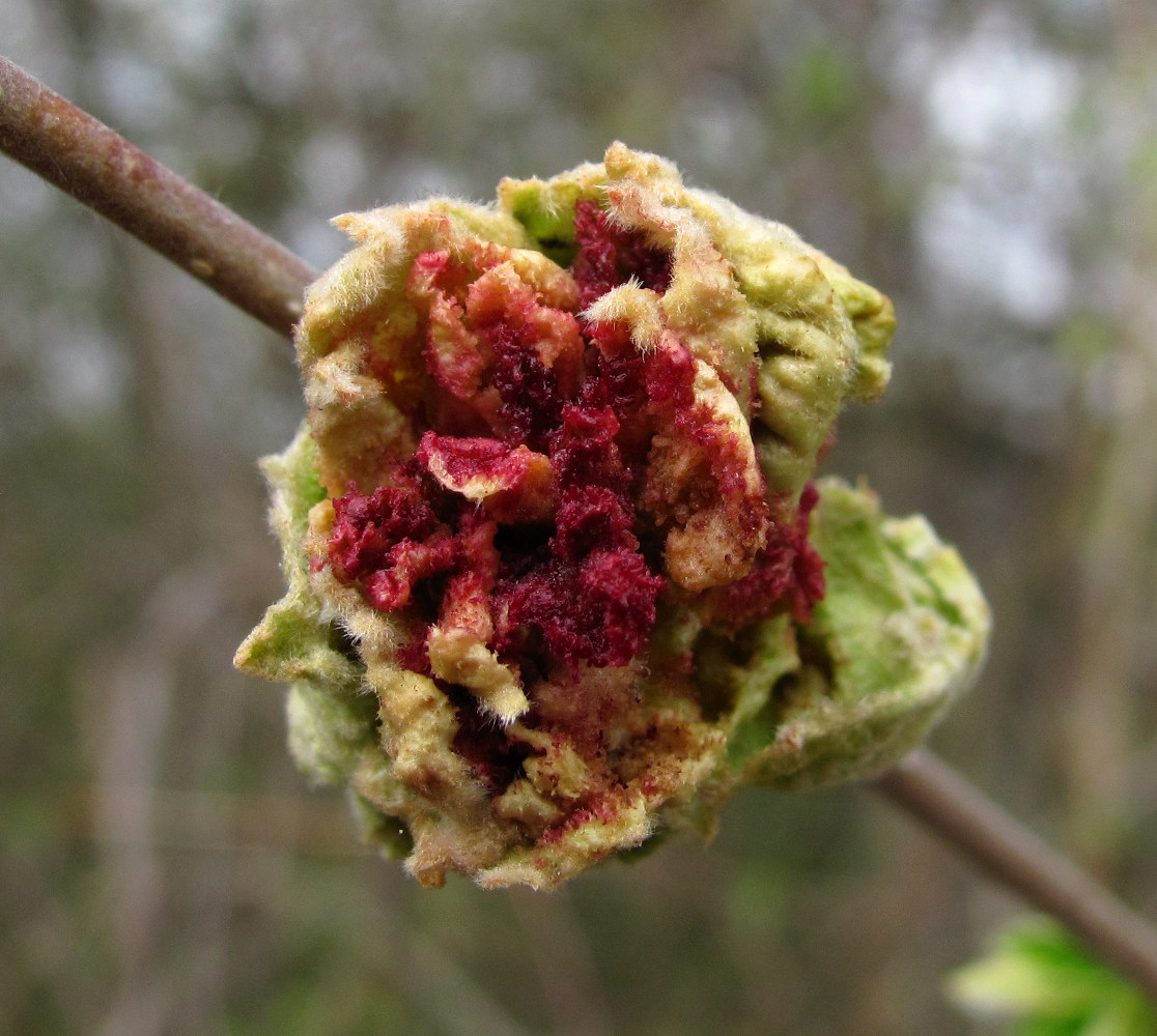 Image of genus Corylus specimen.