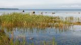 Typha latifolia. Заросли плодоносящих растений на прибрежном мелководье. Ленинградская обл., Кингисеппский р-н, окр. пос. Новое Гарколово, побережье Финского залива. 06.09.2015.