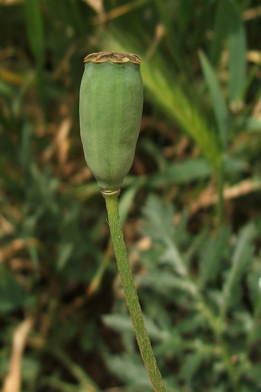 Image of Papaver stevenianum specimen.