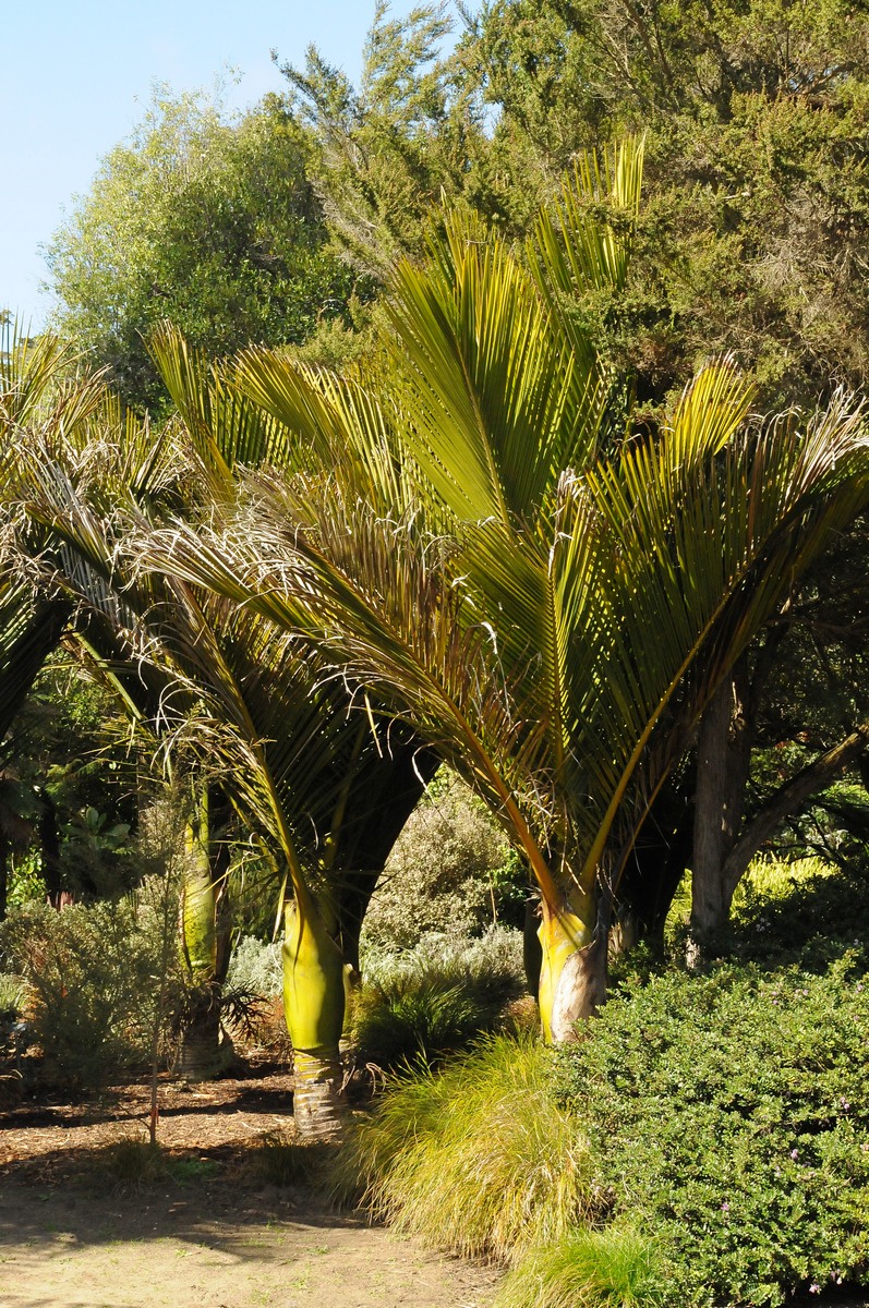 Изображение особи Rhopalostylis sapida.