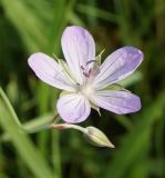Image of taxon representative. Author is Тамара Риб