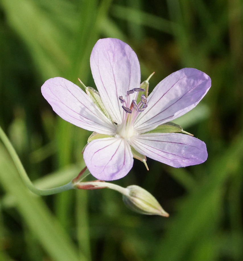 Image of Geranium collinum specimen.