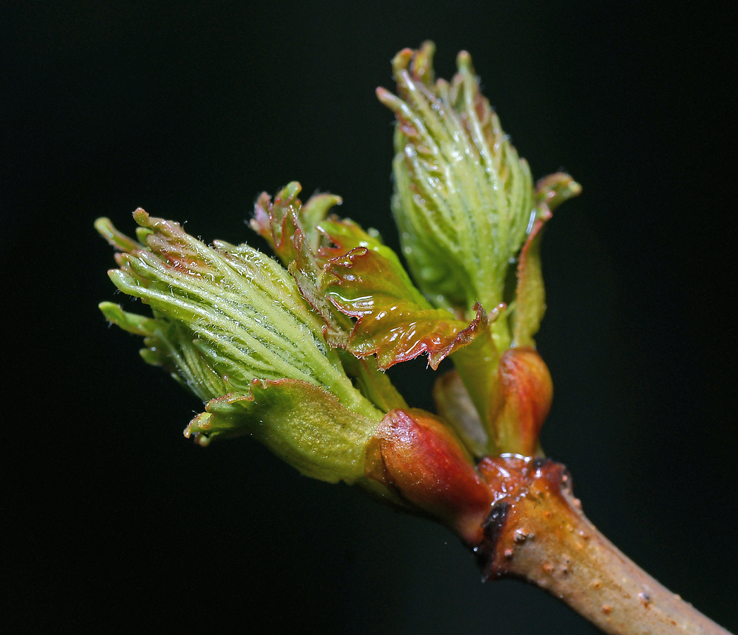 Изображение особи Viburnum opulus.