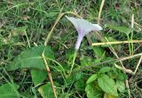 Ipomoea aquatica