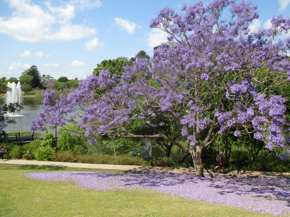 Image of Jacaranda mimosifolia specimen.