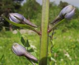 Delphinium flexuosum