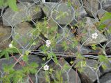 Geranium sibiricum. Побеги цветущих и плодоносящих растений. Иркутск, р-н ж.-д. вокзала, габионные укрепления берега р. Ангара. 01.08.2014.