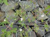 Geranium sibiricum