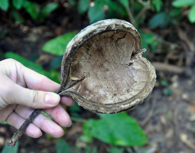 Image of Pterygota alata specimen.