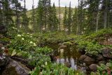 Rhododendron aureum. Цветущее растение (на переднем плане - Bergenia crassifolia). Бурятия, Байкальский заповедник, средняя часть северного склона хр. Хамар-Дабан, правый борт долины р. Осиновка, курумник среди пихтового леса, каменная \"ванна\". На левом - западном берегу проглядывают снежницы. 17.06.2014.