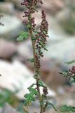 Dysphania botrys