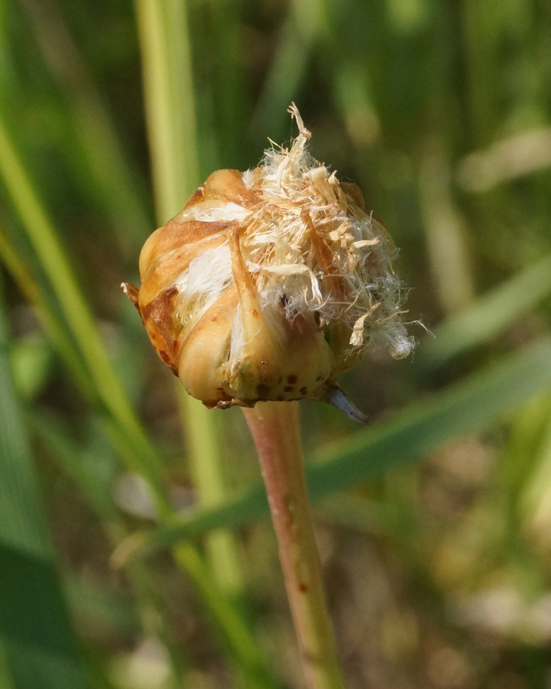 Изображение особи Scorzonera parviflora.