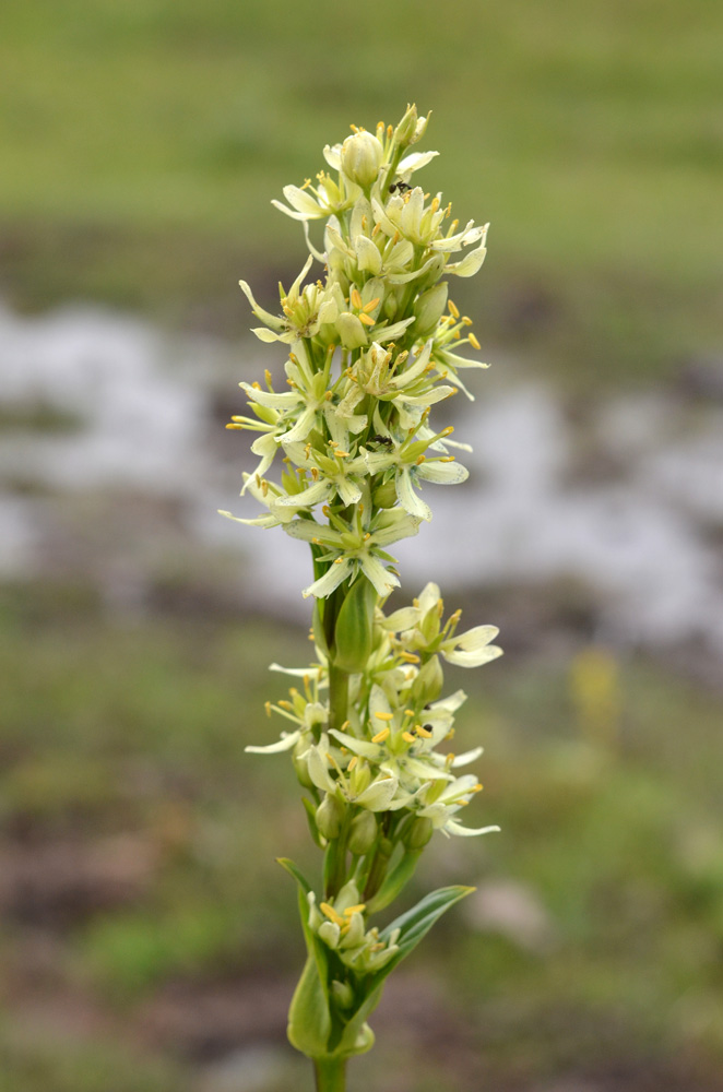 Image of Swertia connata specimen.