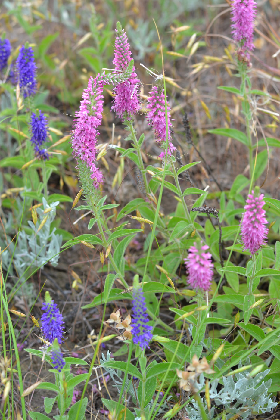 Image of Veronica barrelieri specimen.