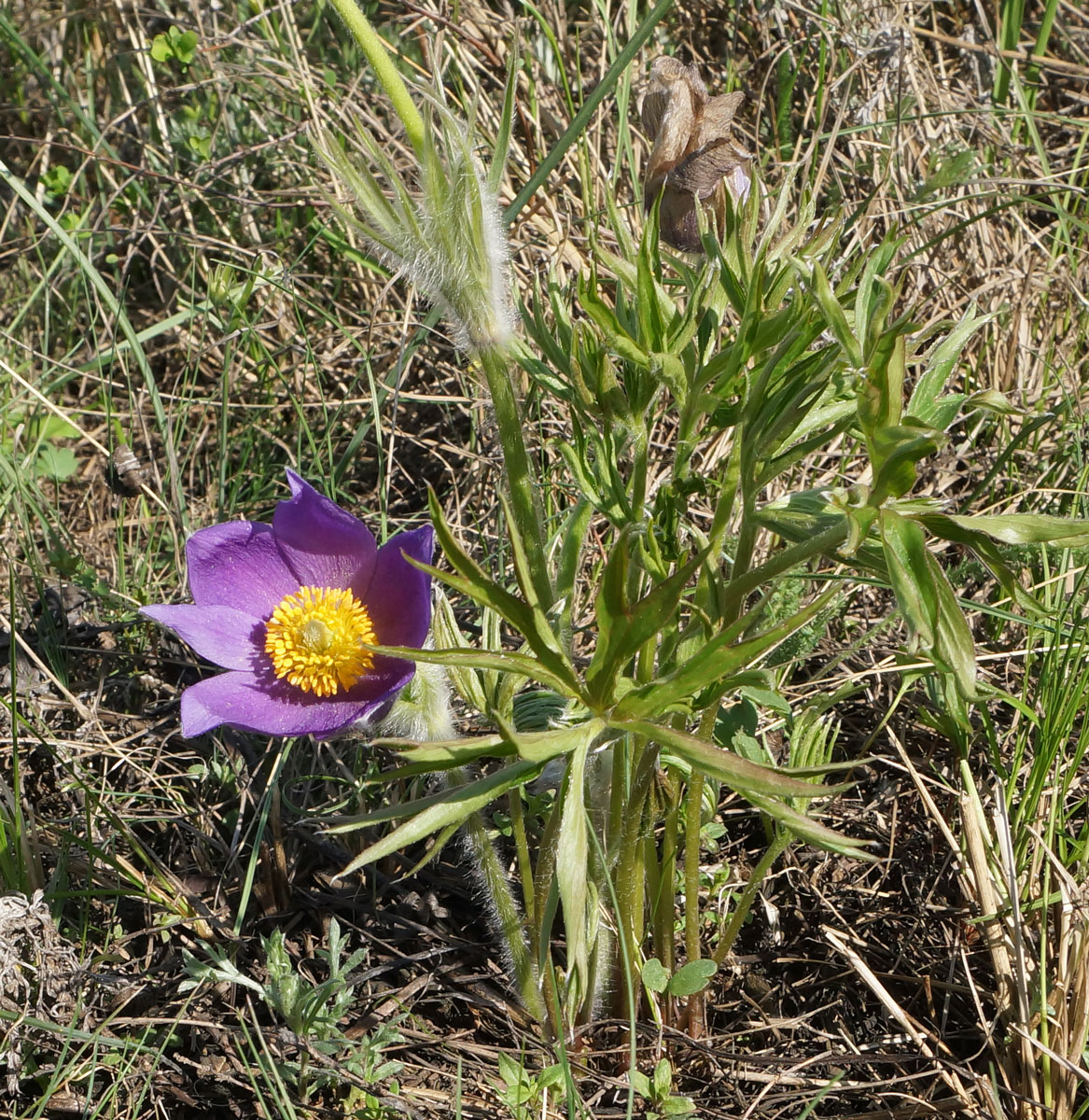 Image of Pulsatilla multifida specimen.