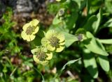 Bupleurum triradiatum