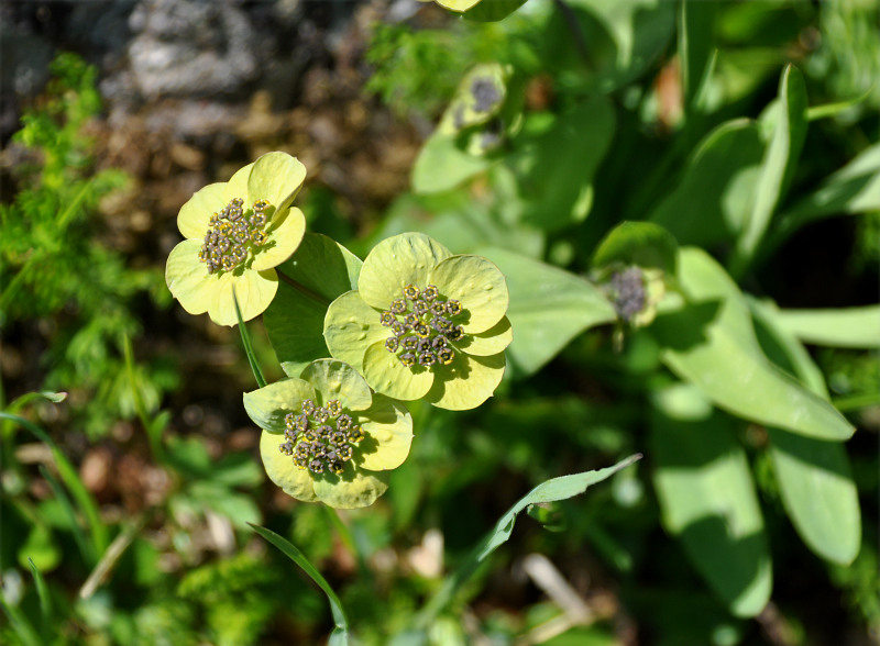 Изображение особи Bupleurum triradiatum.