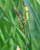 genus Carex. Верхушка отцветшего растения. Иркутская обл., Иркутский р-н, окр. дер. Жердовка, долина р. Куда, влажный луг. 16.06.2015.