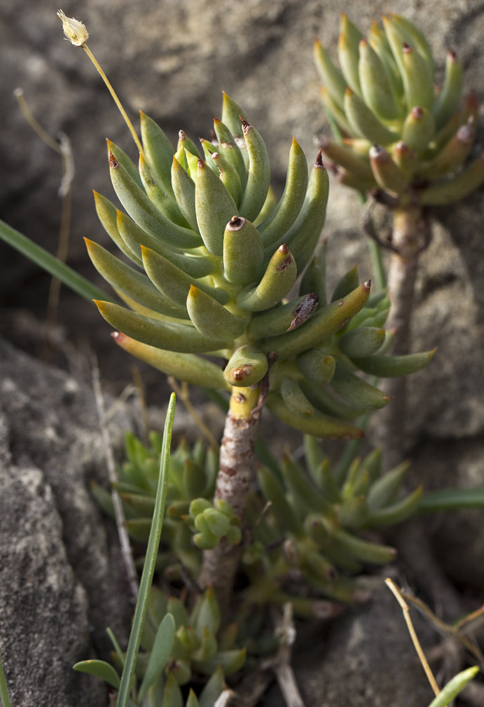 Image of Sedum sediforme specimen.