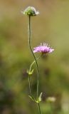 Knautia arvensis. Верхушка побега с соцветиями. Пермский край, Суксунский р-н, с. Ключи, разнотравный луг. 26.09.2015.